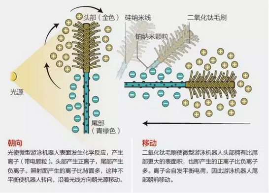 沿血管游動的微型機器人，可在光的控制下精準行進