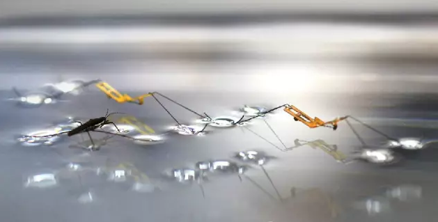 美國科學家制造出水黽機器人